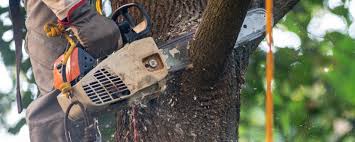 Best Hazardous Tree Removal  in Coson, OK